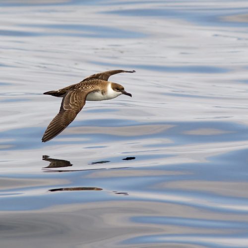 Virtual Assistant Logo Shearwater Business Support bird over water Administration